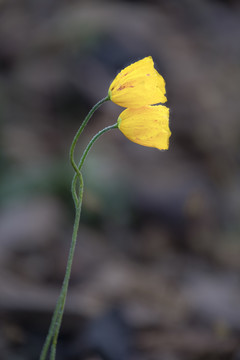 两朵黄色的花