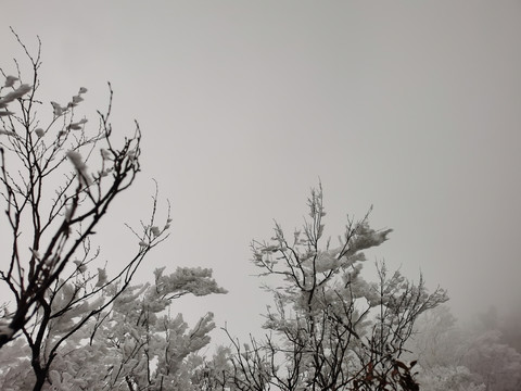 霧凇