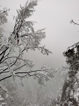 树枝上的雪