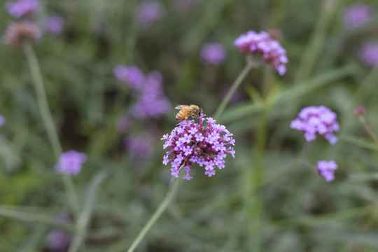 鲜花上辛勤的蜜蜂
