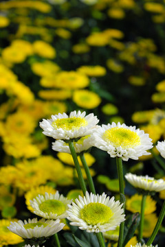 菊花花海