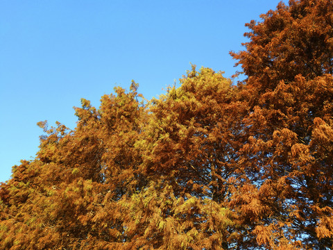 秋天茂盛水杉