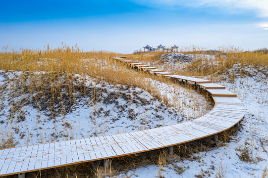 金塔胡杨林芦苇迷宫雪景