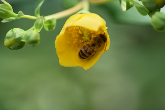 微距拍花与虫