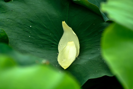 荷叶上的花瓣