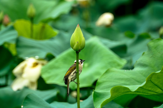 小鸟和小荷