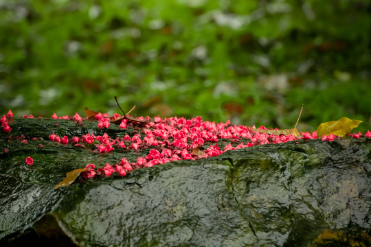 雨后落花