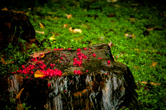 雨后落花