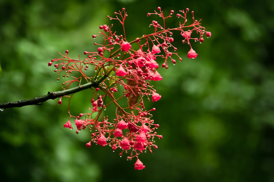 雨后花果