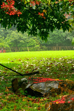 雨后落花