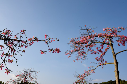 木棉花风景树