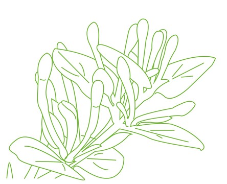 金銀花
