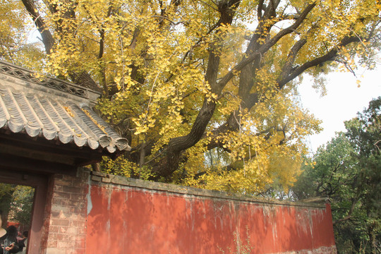 日照莒县浮来山定林寺银杏树