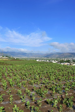 乡村风光