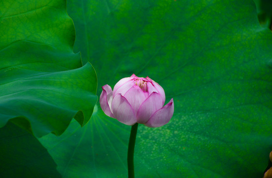 池塘的荷花