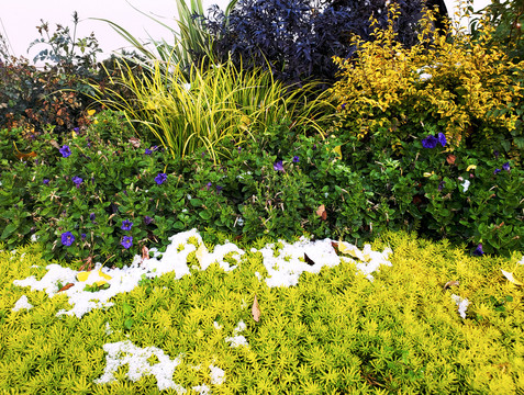 落雪的彩色花草丛