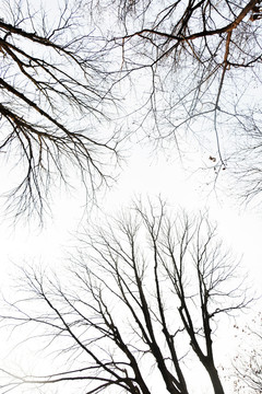 冬日树枝