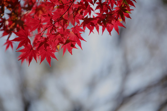 红枫叶