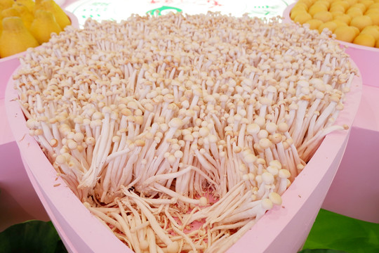 金针菇素材新鲜金针菇