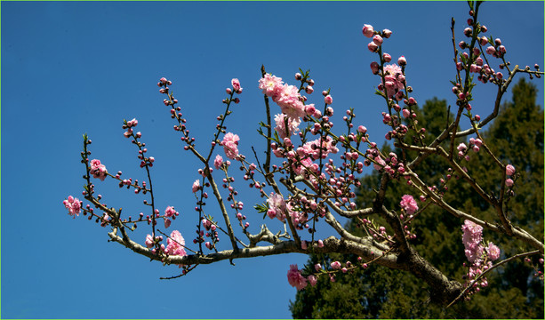 桃花