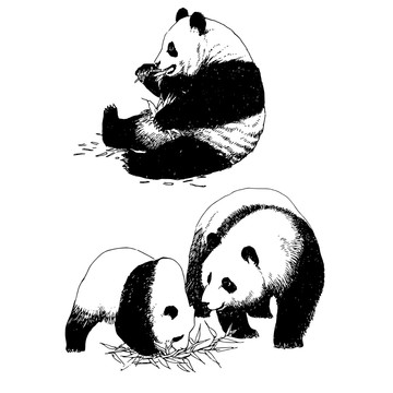 熊貓線描