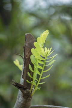 枯枝发新芽