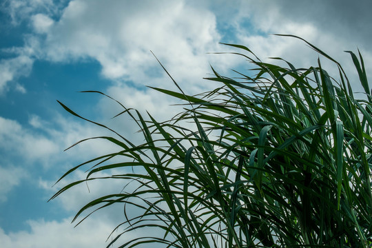 夏天的原野风景蓝天白云小清新