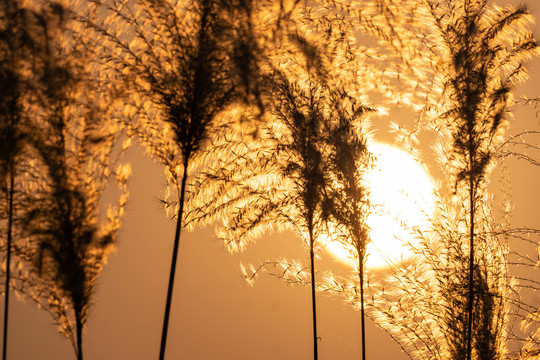 夕阳下的芦苇