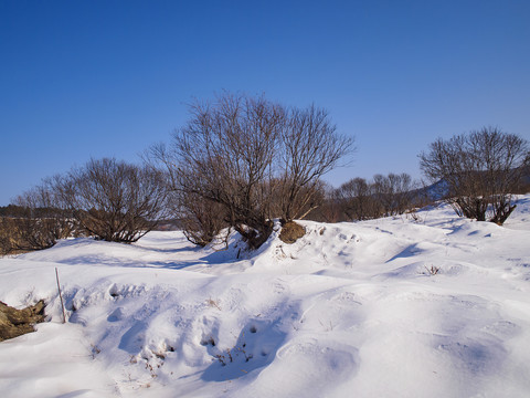 冬季东北雪景