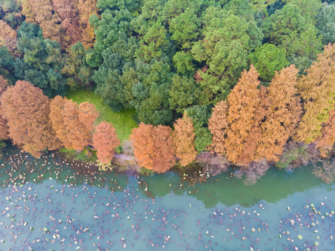 湖北武汉东湖风景区深秋初冬风光