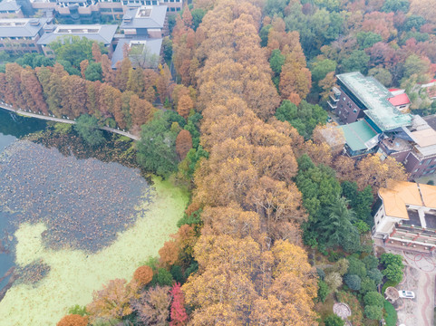 湖北武汉东湖风景区深秋初冬风光