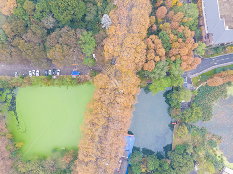 湖北武汉东湖风景区深秋初冬风光