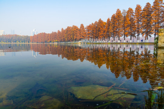 湖北武汉东湖风景区深秋初冬风光