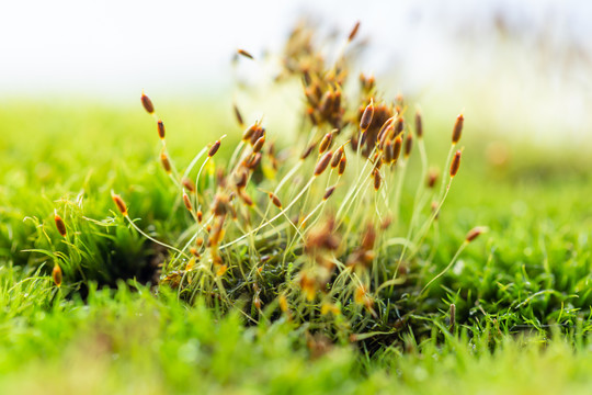 苔藓