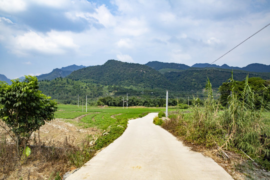 田野