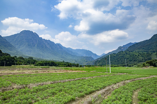 田野