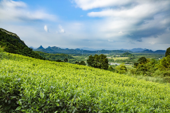 茶山