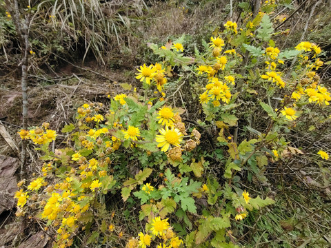 野菊花