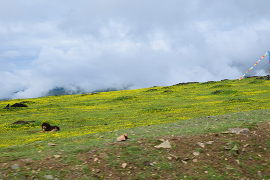 西藏山峰