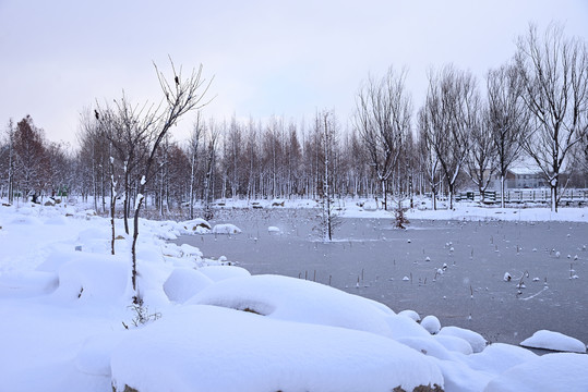 雪景