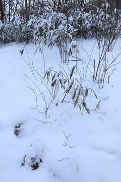 雪竹