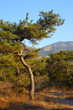 松树