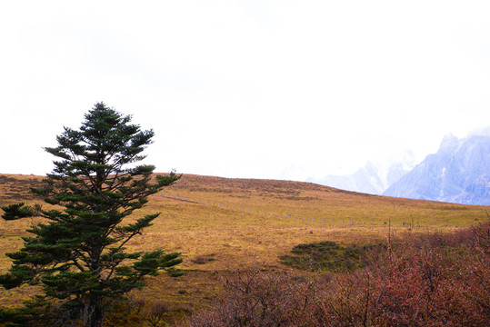 高山牧场