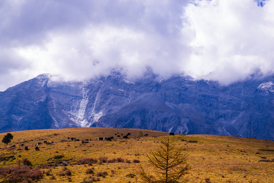 高山草场