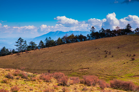 高山草场