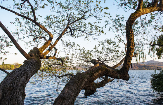冬天的西湖枯树枝