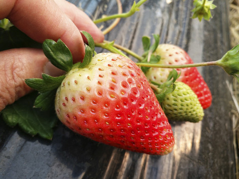 一颗草莓园草莓