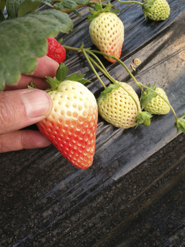 摘鲜草莓