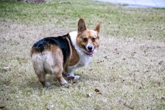 柯基犬