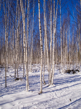 冬季的白桦林